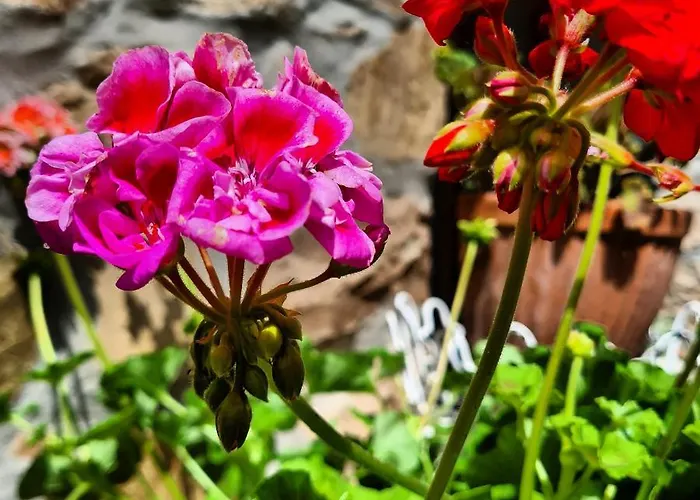 Semesterbostad Dalla Fortezza Al Mare - La Vostra Casa A *